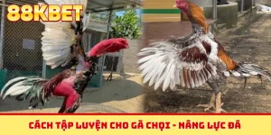 Cách tập luyện cho gà chọi