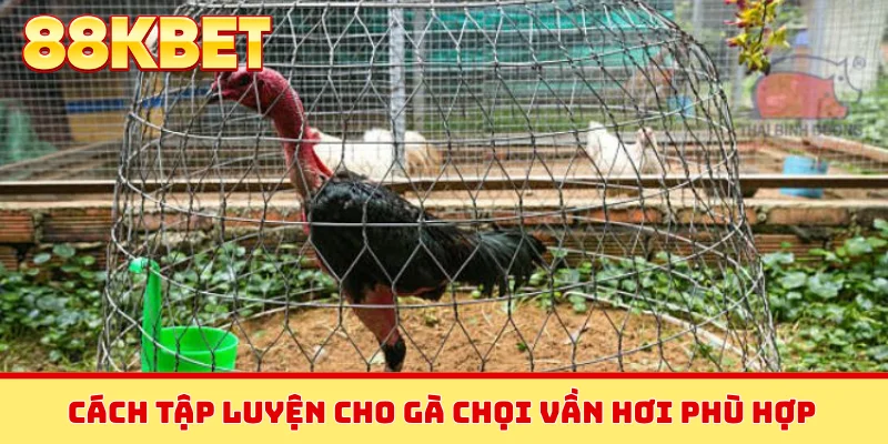 Cách tập luyện cho gà chọi vần hơi phù hợp