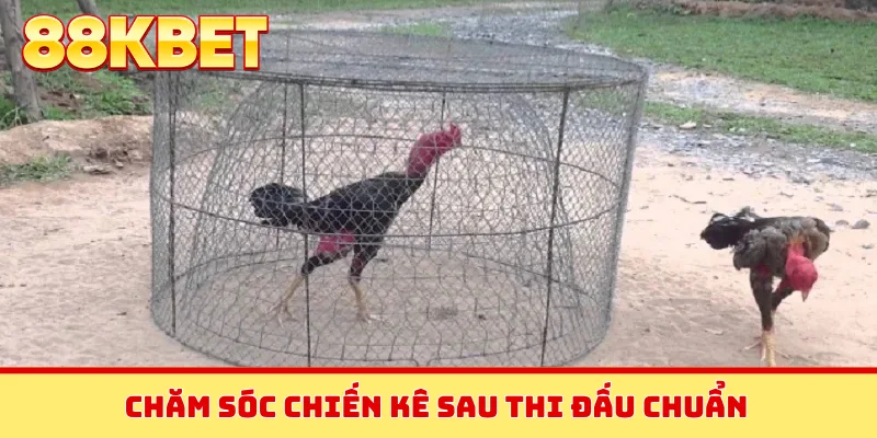 Chăm sóc chiến kê sau thi đấu chuẩn