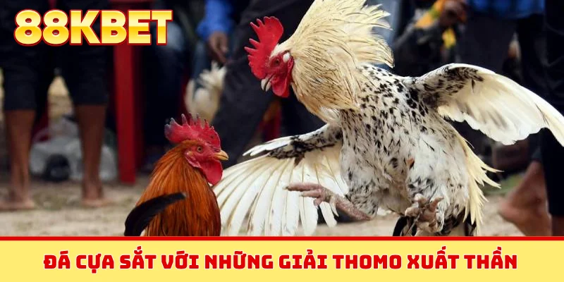 Đá cựa sắt với những giải Thomo xuất thần