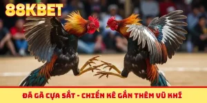 Đá gà cựa sắt