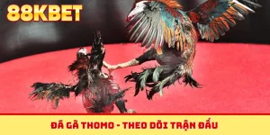Đá gà Thomo