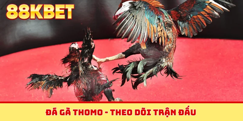 Đá gà Thomo