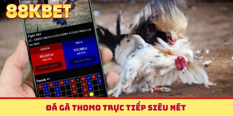 Đá gà Thomo trực tiếp siêu nét