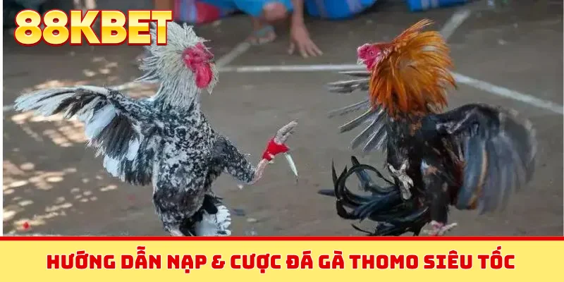 Hướng dẫn nạp & cược đá gà Thomo siêu tốc