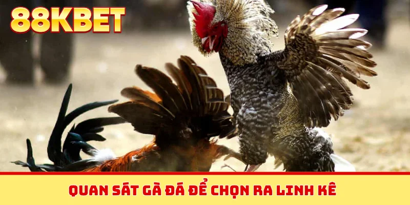 Quan sát gà đá để chọn ra linh kê