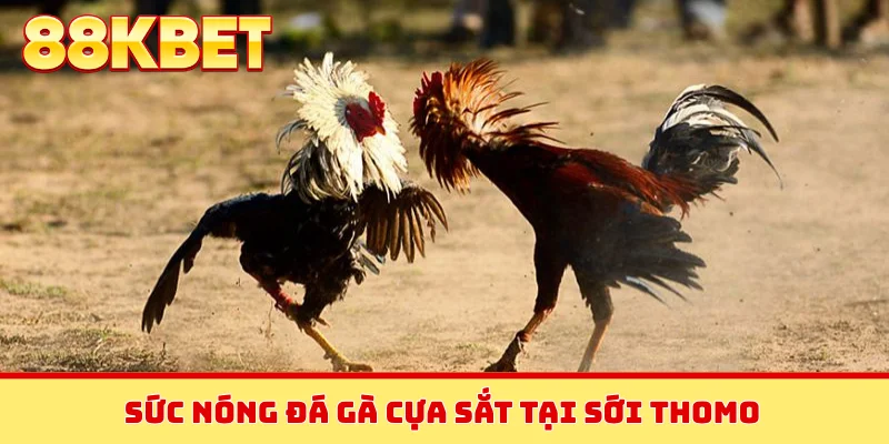 Sức nóng đá gà cựa sắt tại sới Thomo